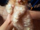 Pure Persian Female Cat