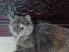 Pure Persian Female Cat