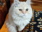 Pure Persian Female Cat