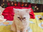 Pure Persian Female Cat