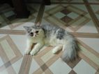 Pure persian female Cat