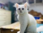 Pure Persian Female Cat
