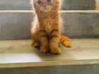 Pure Persian female cat