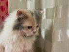 Pure Persian Female Cat