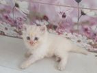 Pure Persian female cat
