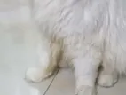 Pure Persian Female Cat