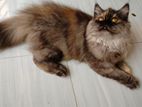 Pure Persian Female Cat