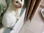 Pure Persian Female Cat