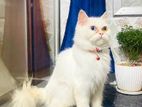 Pure Persian Female cat sell