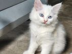 pure Persian female