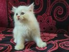 Pure Persian female kitten