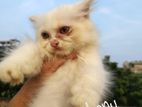 Pure Persian Female