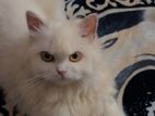 Pure Persian Female ( Hit for Matting)