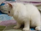 Pure persian female kitten 3 month