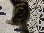 pure persian female kitten Age :3.5 mnths .