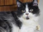 Pure Persian Female Kitten