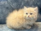 Pure Persian Female kitten
