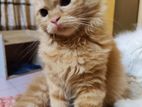 Pure Persian female kitten