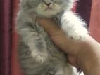 Pure Persian female kitten