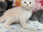 Pure persian female kitten