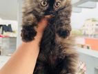 pure persian female kitten
