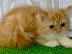 Pure persian female kitten