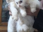 pure persian female kitten