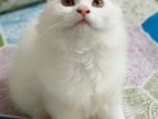 pure Persian female kitten