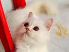 Pure Persian Female Kitten