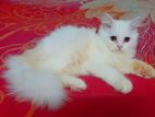 Pure Persian Female Kitten