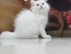 Pure Persian Female Kitten