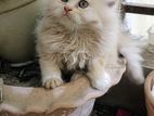 Pure persian female kitten