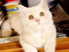 Pure Persian Female Kitten