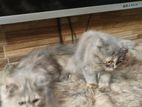 pure Persian female kitten