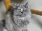 Pure Persian Female Kitten - Low Price
