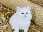 pure Persian female kitten sale Hobe