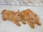 Pure persian female kitten sell korbo.