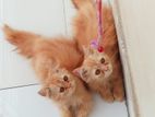 Pure persian female kitten sell korbo. per piece 14hajar tk.