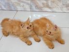 Pure persian female kitten sell korbo. Price 14hajar.