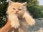 Pure Persian Female Kittens