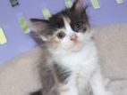pure Persian female kittens