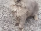 pure persian Female, semi adult, age 4 month +