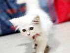 Pure persian female triple coat Kitten