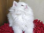 Pure Persian