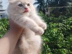 Pure Persian