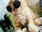 Pure Persian