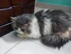 pure persian cat male for sell