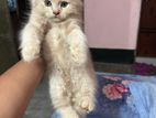 Pure Persian cat