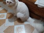 pure Persian cat