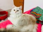 Pure Persian Cat for sale